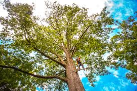 Best Hazardous Tree Removal  in Yardville, NJ